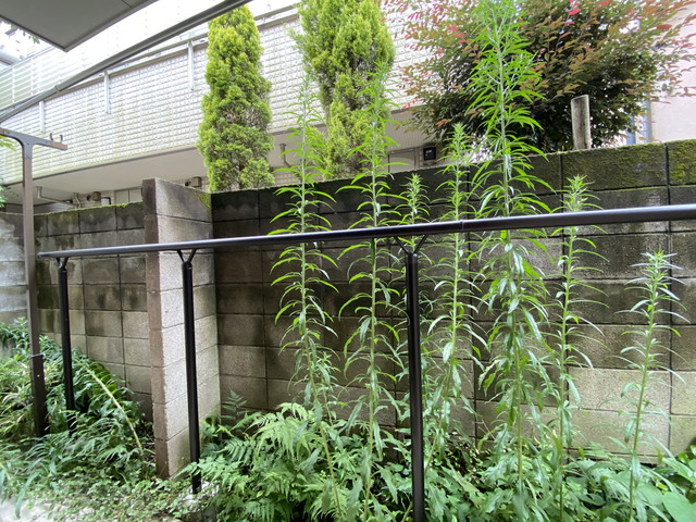 ピュアハイツ五本木102の室内10