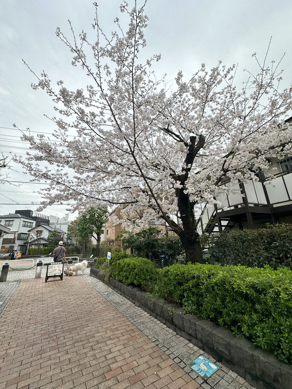 ルシエルⅡ201の室内15