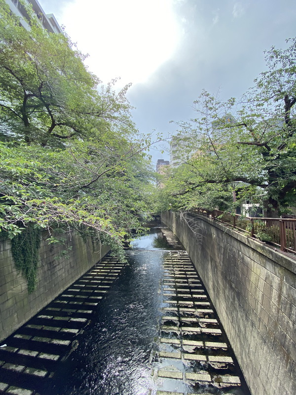 ルピナス目黒東山202の室内14