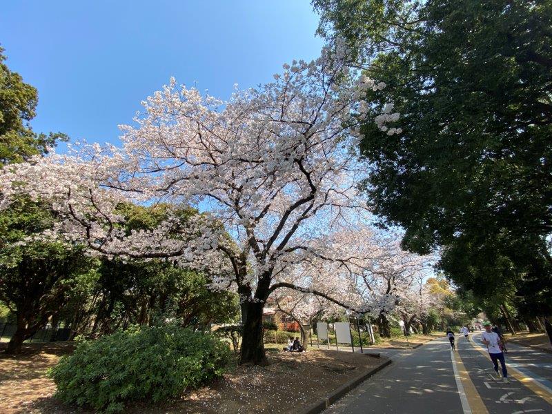 タウンライツ駒沢公園401の室内2