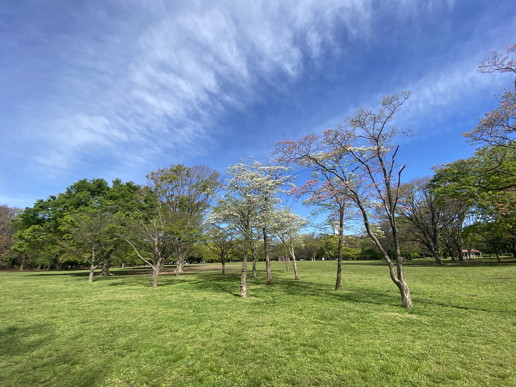 アトラス渋谷公園通り1102の室内5