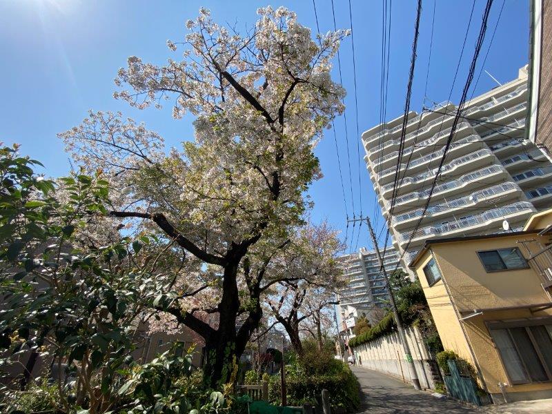 レガリス池尻大橋307の室内18
