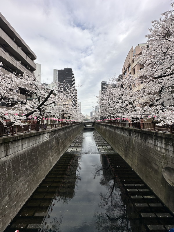 La Perla Meguro-Higasiyama(ラペルラ目黒東山)106の室内17