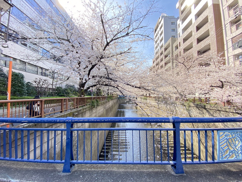 IVY WEST505の室内16