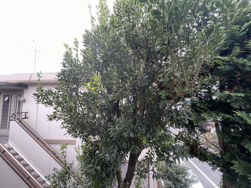 シティハイム下馬公園205の室内11