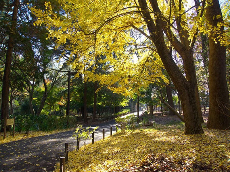 ドゥーエ学芸大学806の室内18