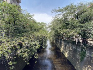 レジディアタワー中目黒1202の室内3