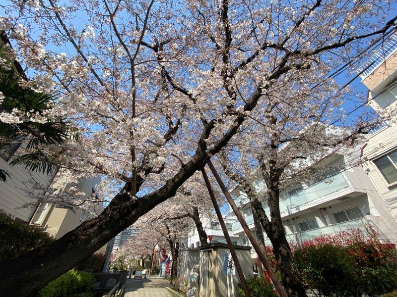 コンフォリア駒場216の室内15