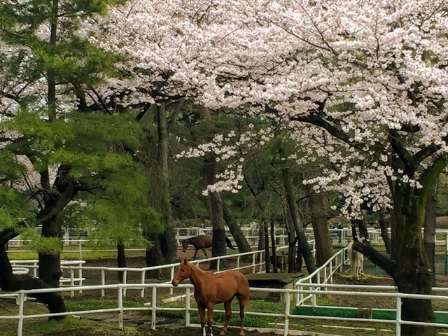 三井馬事公苑南ハイツ6階の室内11