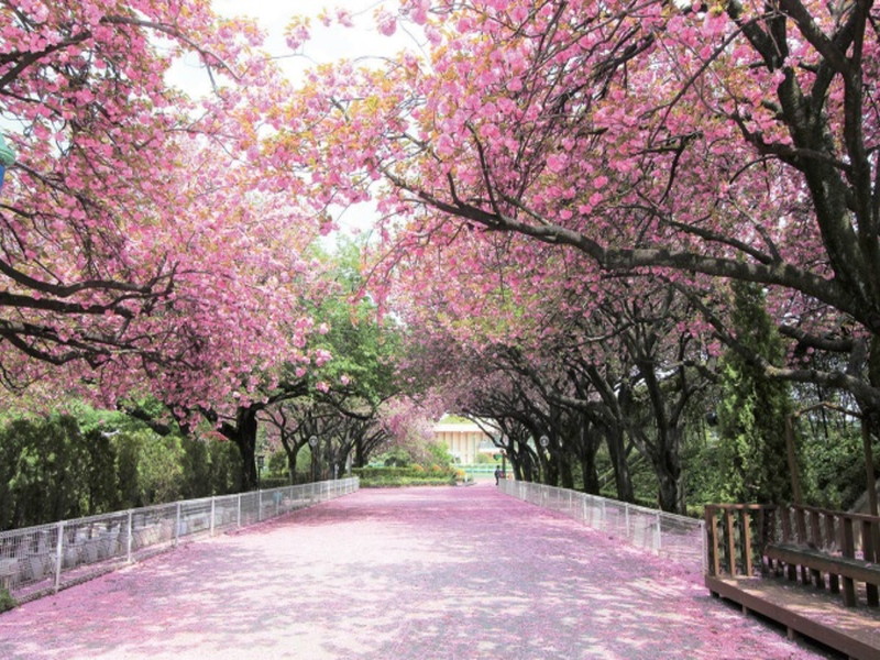 ロイヤルシーズン桜新町104の室内9
