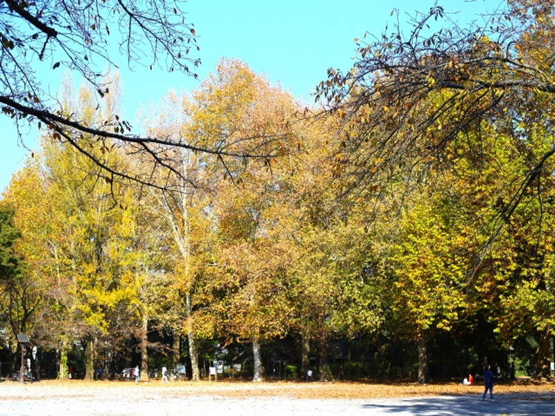 ダイアパレス学芸大学Ⅱ2階の室内11