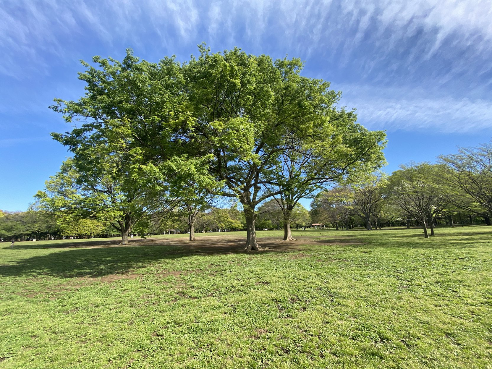 日神パレステージ代々木公園1階の室内11