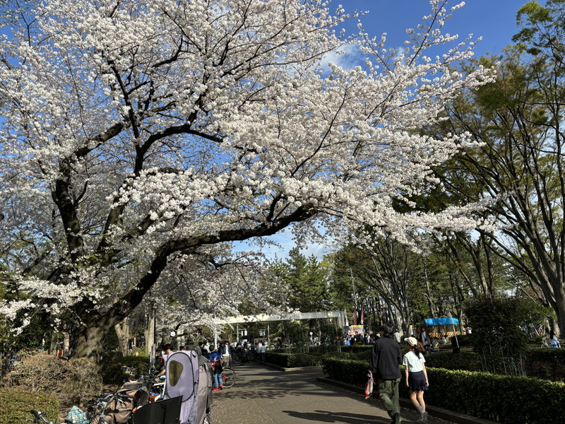 ライオンズスクエア用賀8階の室内12